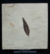 Detailed Fossil Sumac Leaf - Green River Formation #2119-1